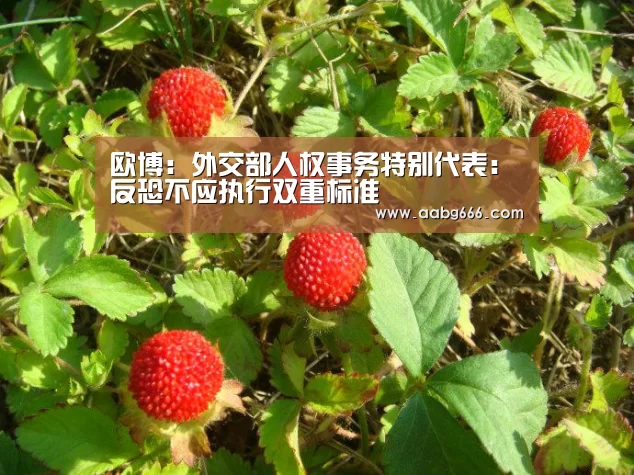 欧博:外交部人权事务特别代表:反恐不应执行双重标准(图1) 欧博官网